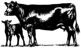 Slate Run Angus